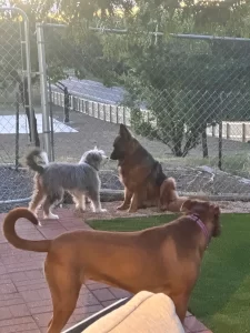 Dogs playing around