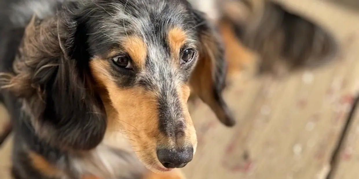 Puppy Tutorial