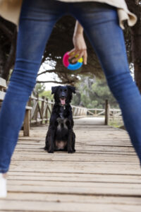 Training for All Breeds and Ages