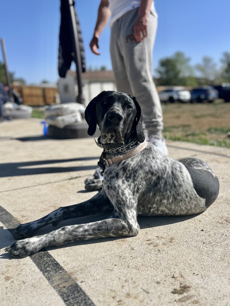 pointer dog training outside down command