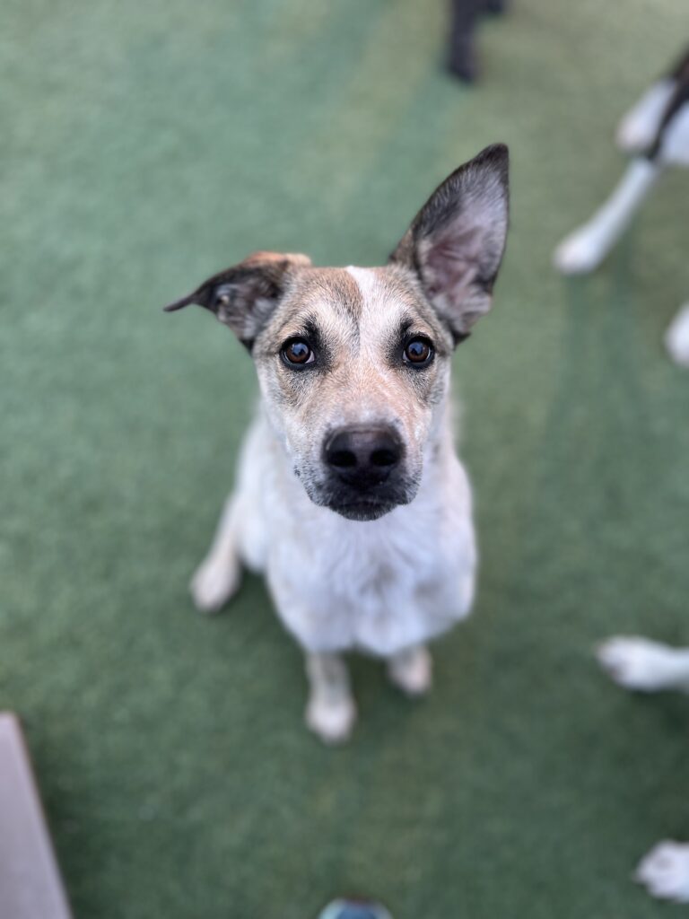 puppy sitting outside yard training