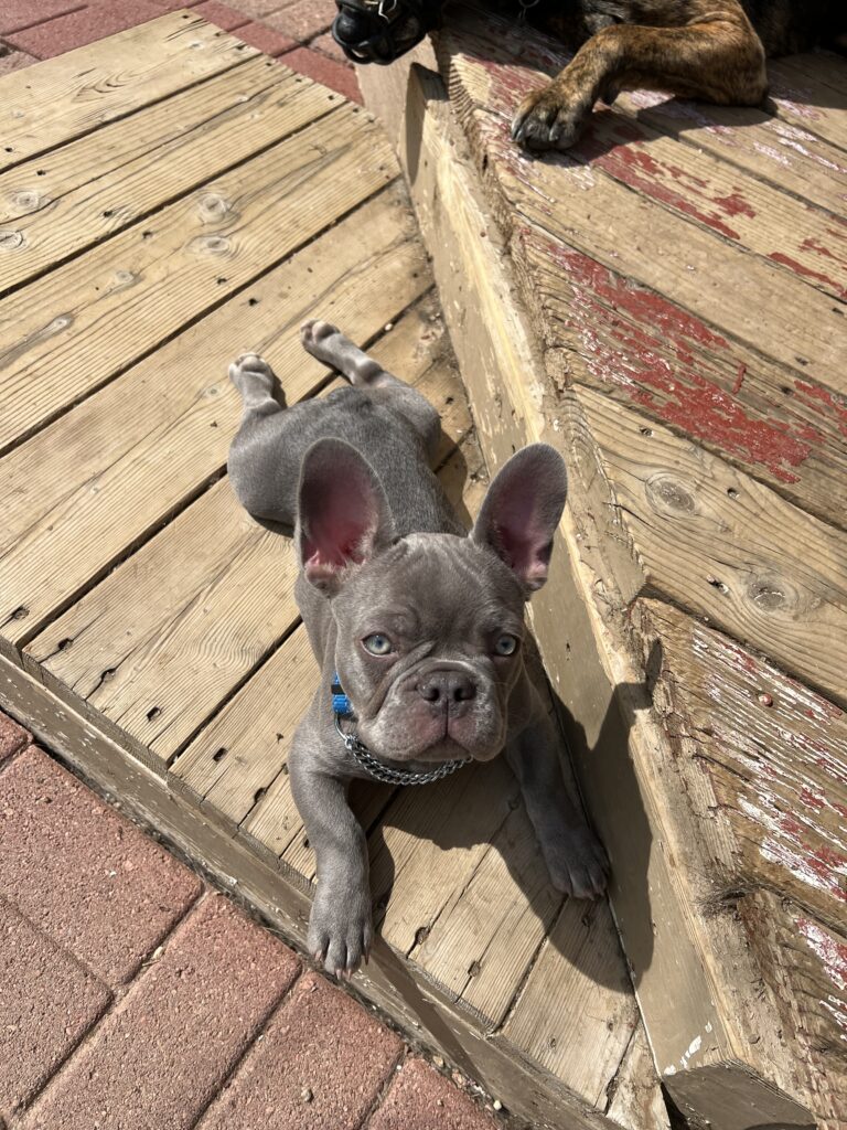 Frenchie board-in training puppy program