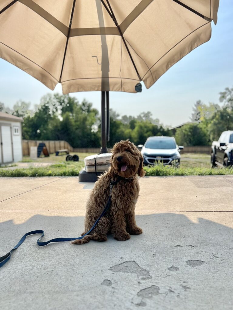 doodle dog training golden colorado