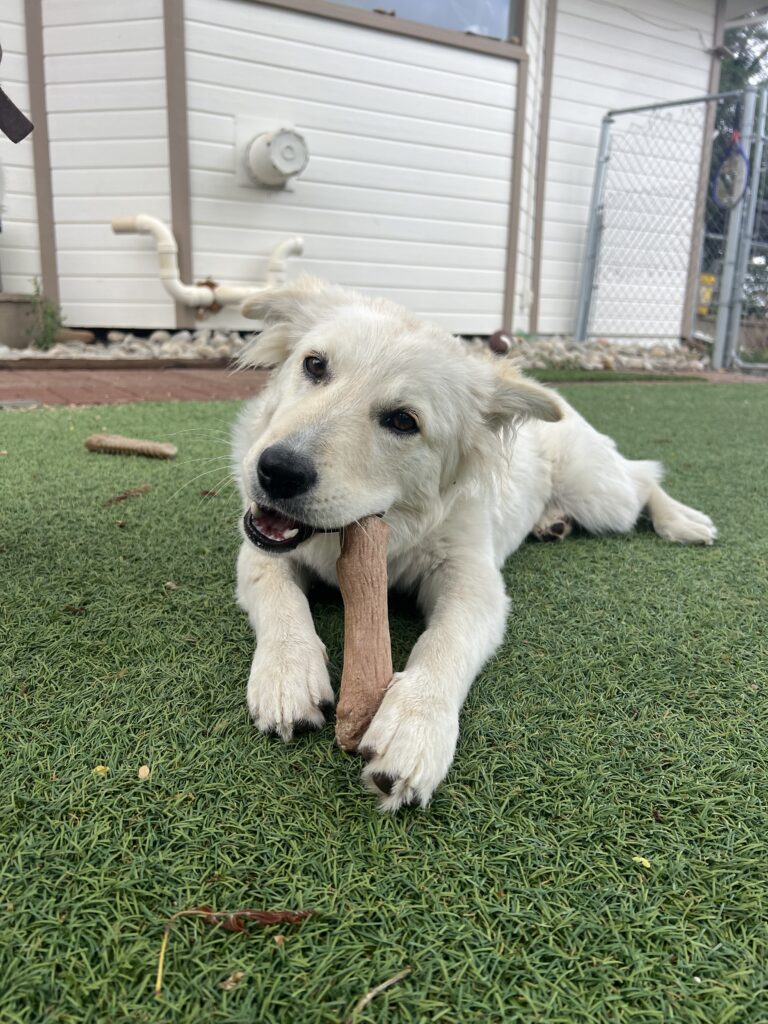 dog bone outside dog training