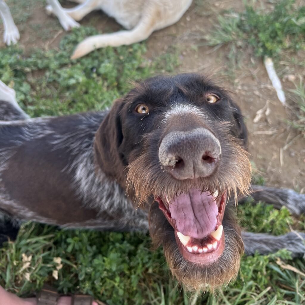 happy dog outside socialization