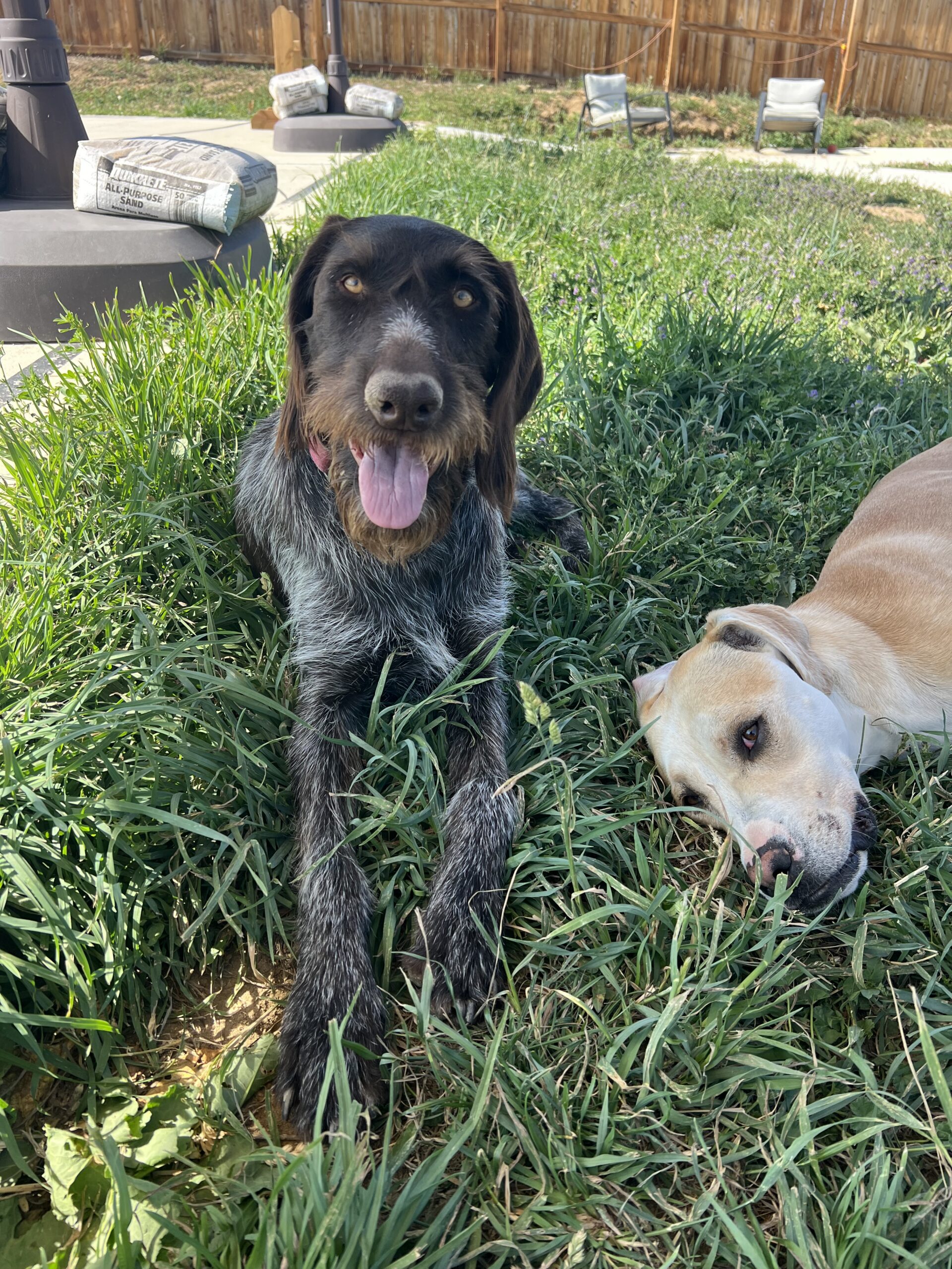 dog socialization yard dog park
