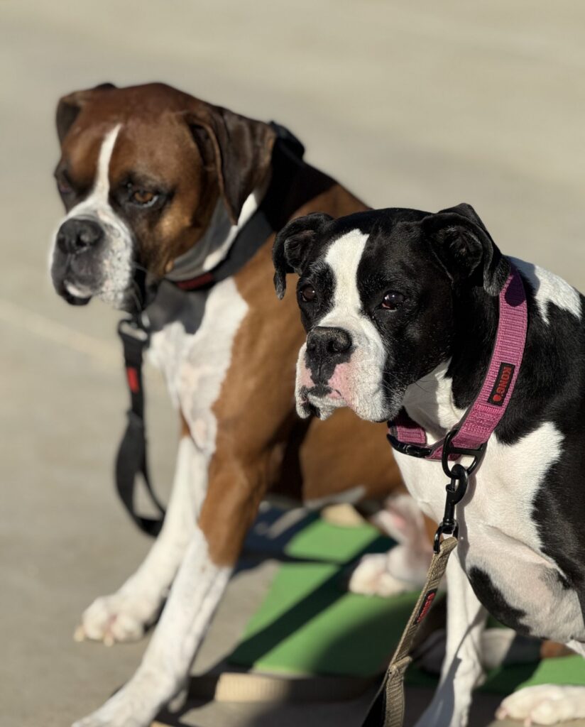 boxer dogs copper aspen training