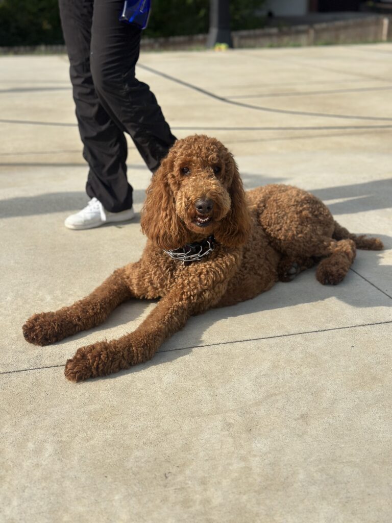 dog training denver command down stay