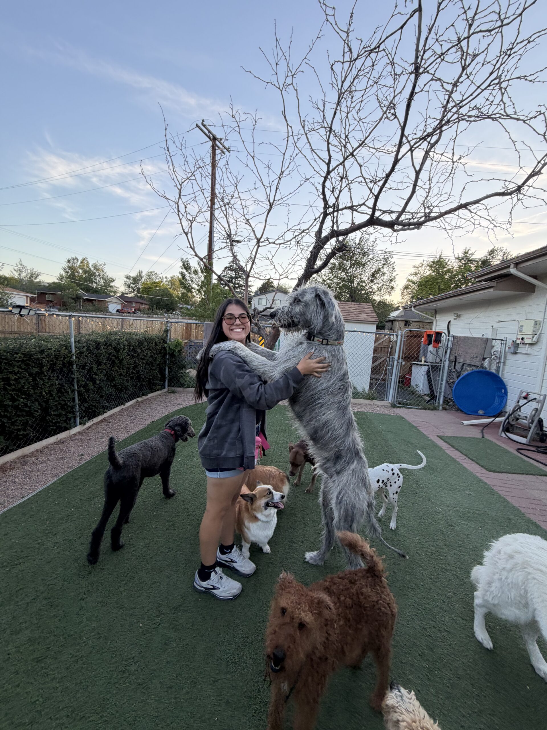 dog training big dog