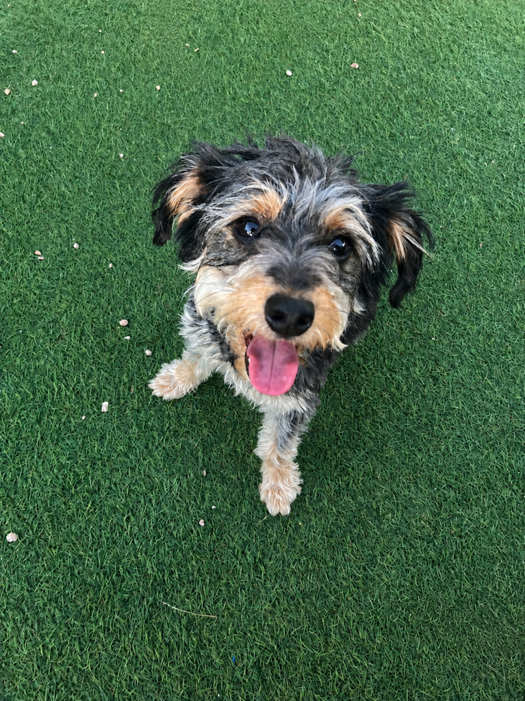 puppy program dog training golden colorado