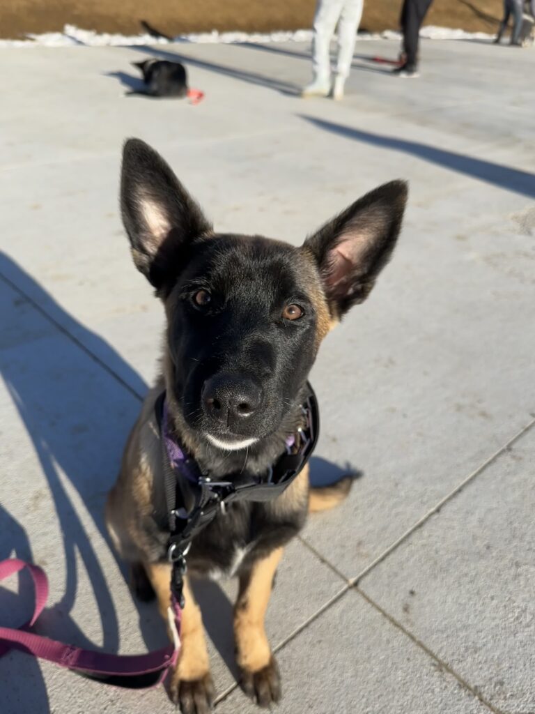 puppy program puppy dog training denver