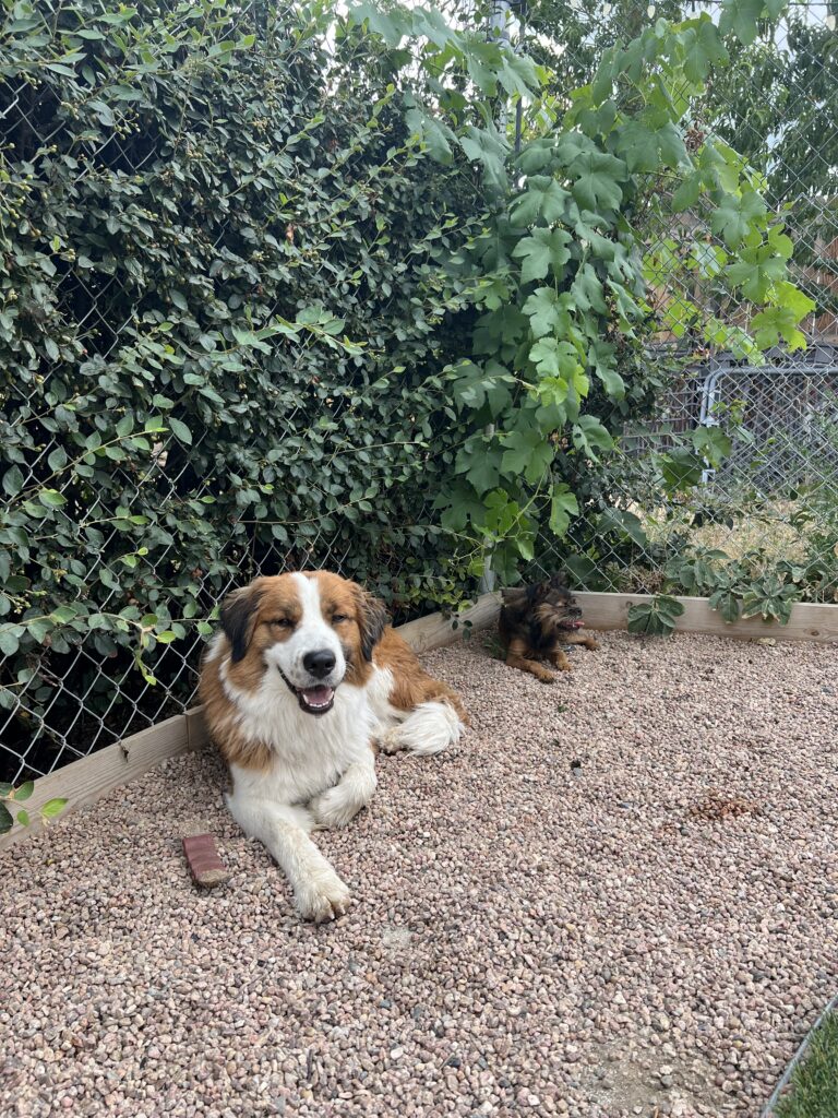dog training yard relax