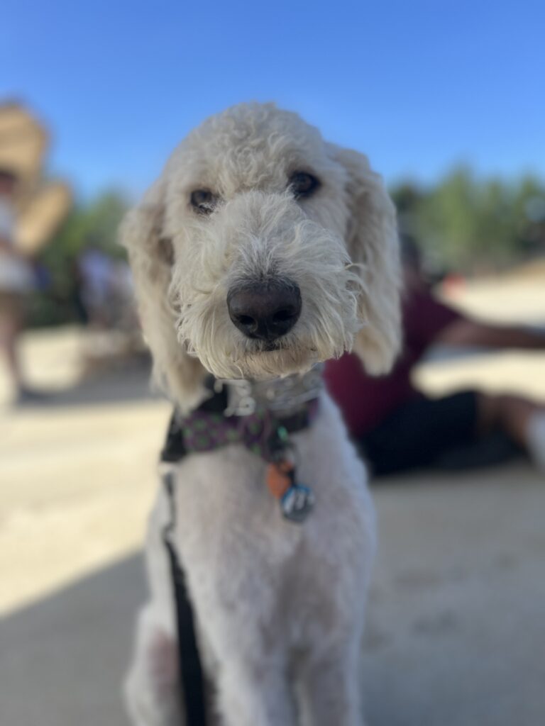 cute white dog doodle