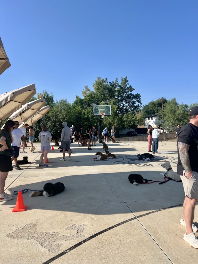 group class dog training
