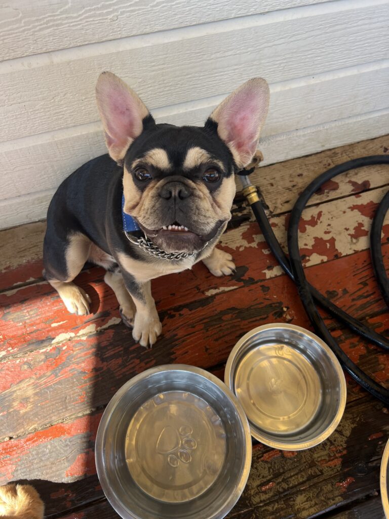 happy dog drinking water word of mouth dog training