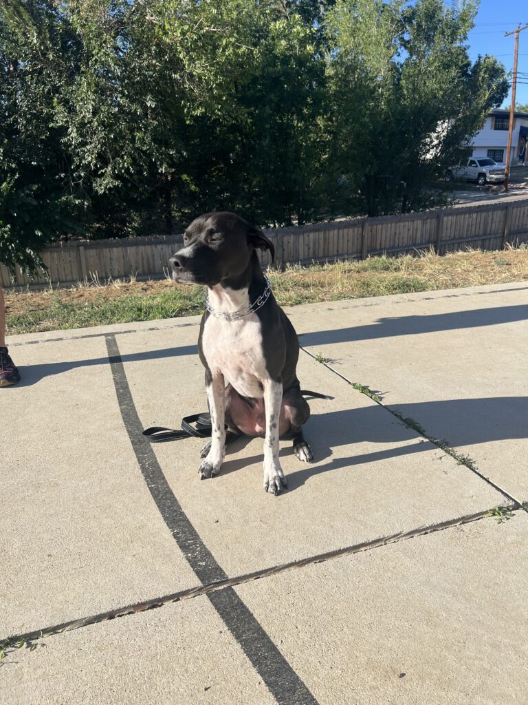 dog training featured story Otis