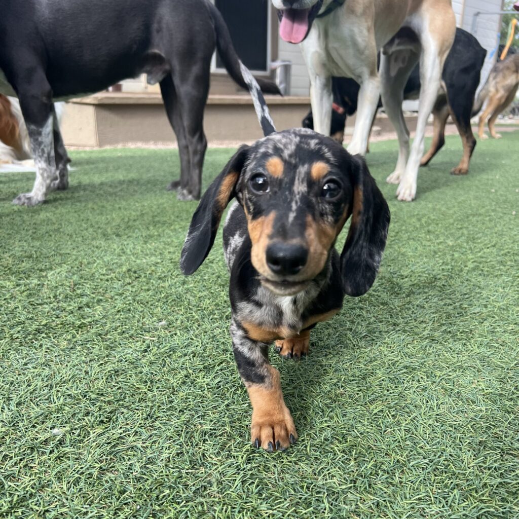 dashchund happy walking